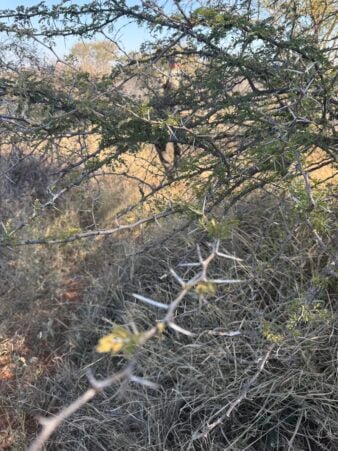 Damn thorn bushes everywhere.