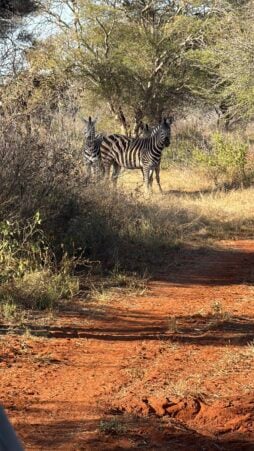 Zebra