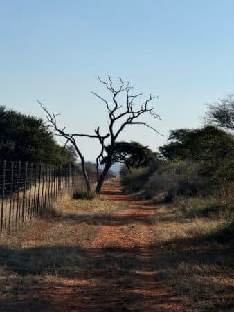 Fencing and property lines go further than the eye can see on our South African hunt.