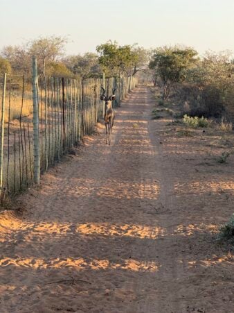 Kudu