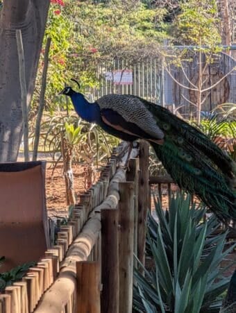 There were peacocks on the property at Kuche.