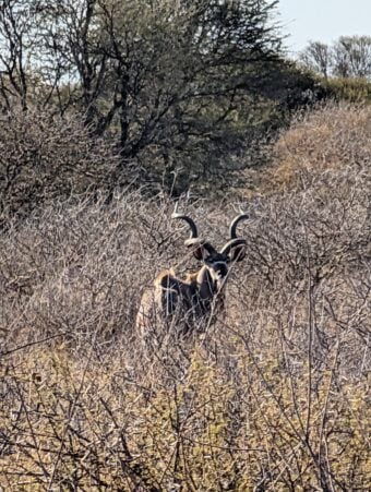 Kudu