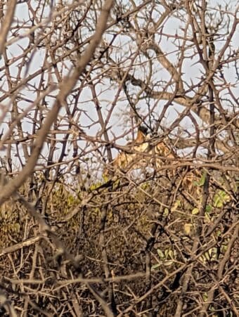 Spot the giraffe through the thorns!