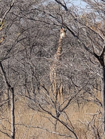 Giraffe