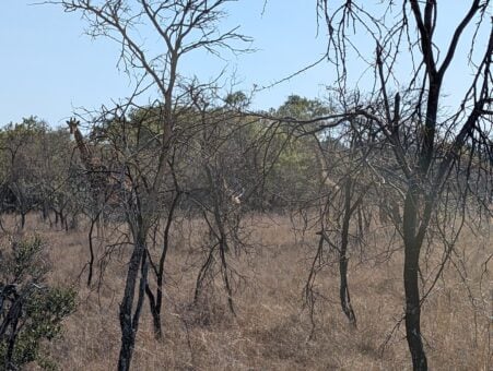 Giraffes